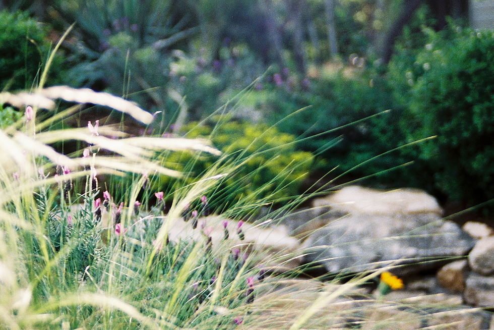 Stonehaven Garden