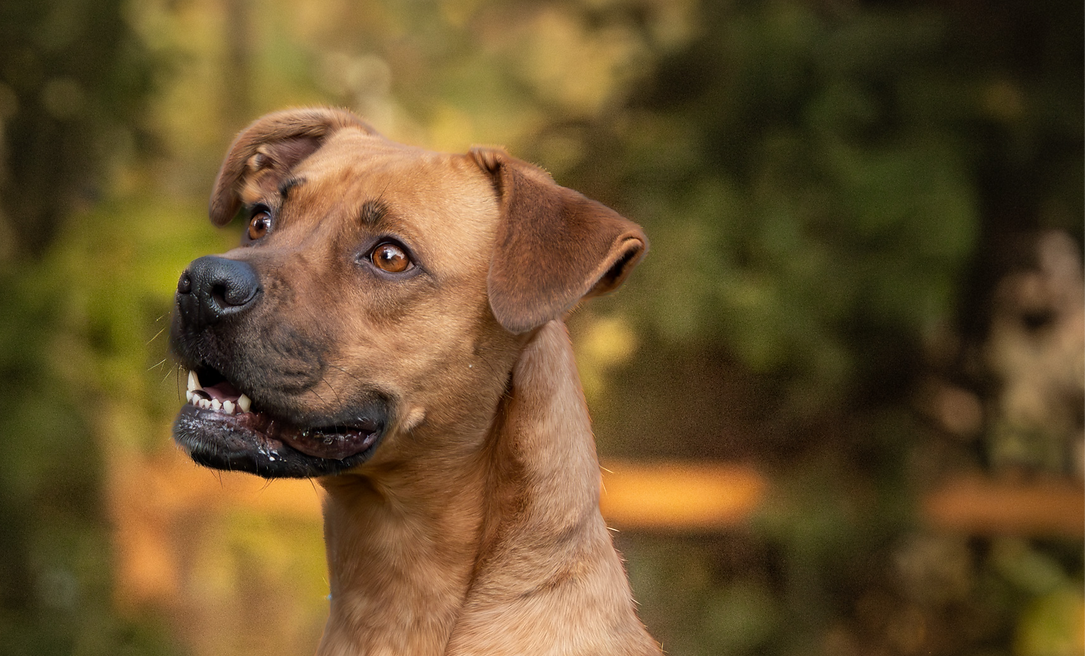 Brown dog looking up with open mouth and blurred green background.