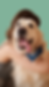 woman hugging dog.png