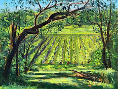 Sunshine Vineyard_edited.jpg