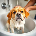 Dog getting bath.jpg