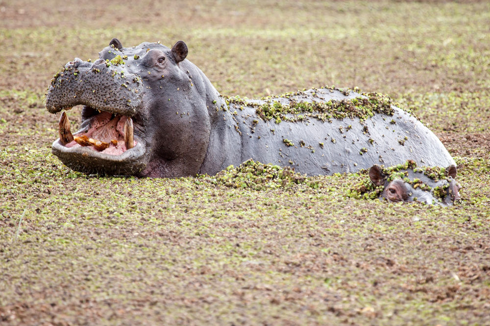 Which Animal has the Largest Tooth? Fun Facts with Family & General