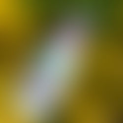 CETAPHIL OIL CONTROL FOAM FACIAL WASH REVIEW!