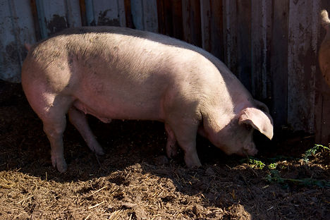 pig.jpg