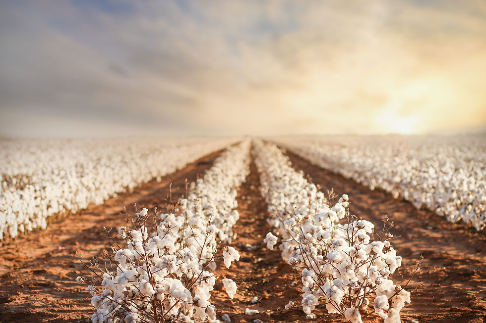 Raw Cotton 2.jpeg