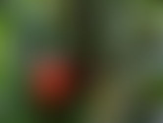 Chocolate is on track to go extinct in 40 years