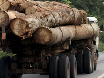 Time is running out to protect Africa's forests