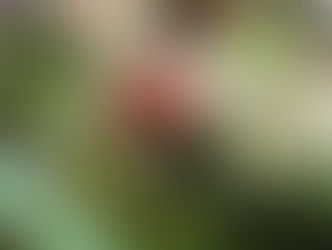 Zambia: Cashew project to aid Namushakende farmers institute