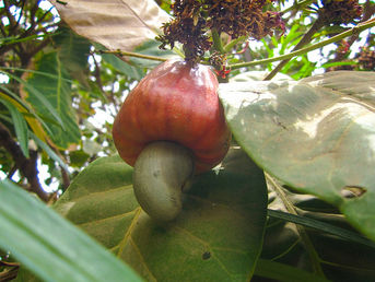 Zambia: Cashew project to aid Namushakende farmers institute