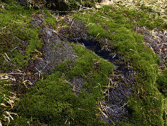 Congo basin’s peaty swamps are new front in climate change battle