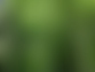 China to create new forests the size of Ireland