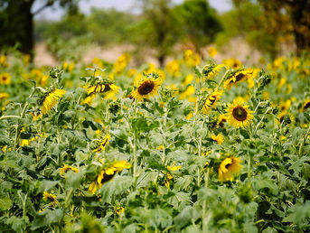 Organic Farms Could Help Fight Climate Change