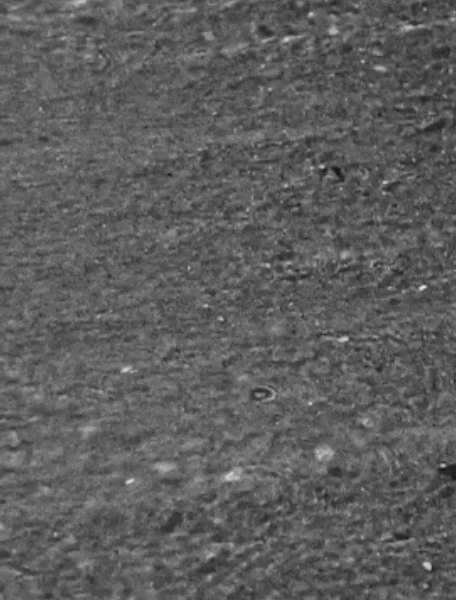 I'M JEWEL video_1.gif