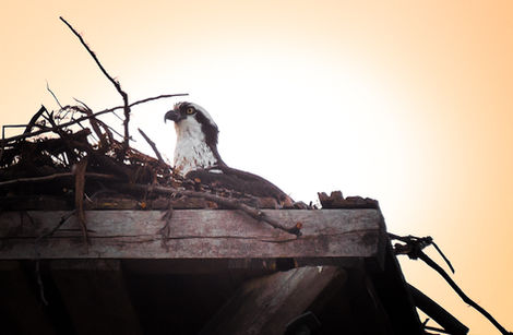 osprey2-.jpg