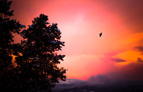 sunsetcrow-1.jpg