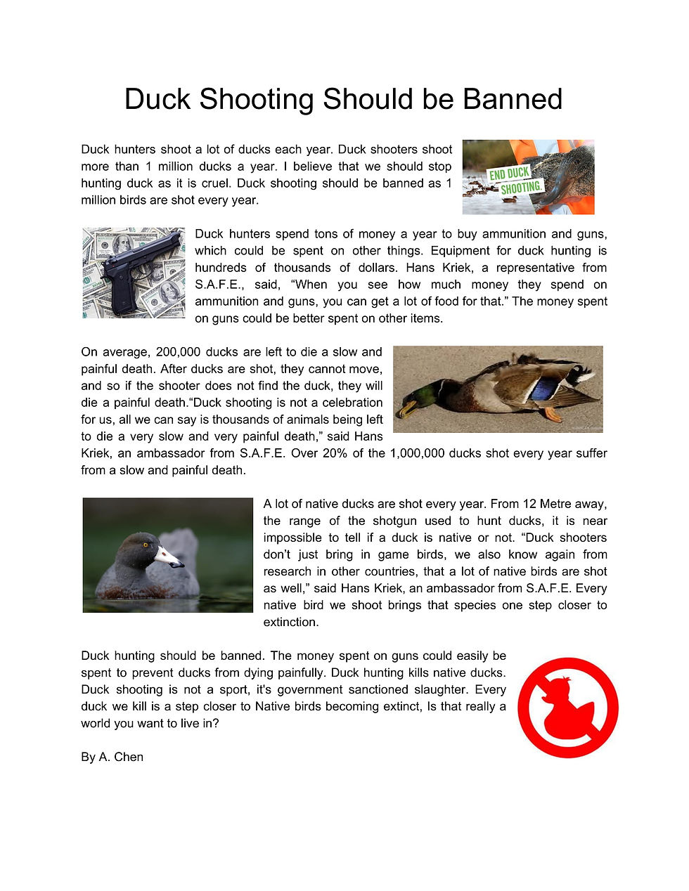 Duck Shooting Should be Banned Duck hunters shoot a lot of ducks each year. Duck shooters shoot more than 1 million ducks a year. I believe that we should stop hunting duck as it is cruel. Duck shooting should be banned as 1 million birds are shot every year. Duck hunters spend tons of money a year to buy ammunition and guns, which could be spent on other things. Equipment for duck hunting is hundreds of thousands of dollars. Hans Kriek, a representative from S.A.F.E., said, “When you see how much money they spend on ammunition and guns, you can get a lot of food for that.” The money spent on guns could be better spent on other items. On average, 200,000 ducks are left to die a slow and painful death. After ducks are shot, they cannot move, and so if the shooter does not find the duck, they will die a painful death.“Duck shooting is not a celebration for us, all we can say is thousands of animals being left to die a very slow and very painful death,” said Hans Kriek, an ambassador from S.A.F.E. Over 20% of the 1,000,000 ducks shot every year suffer from a slow and painful death. A lot of native ducks are shot every year. From 12 Metre away, the range of the shotgun used to hunt ducks, it is near impossible to tell if a duck is native or not. “Duck shooters don’t just bring in game birds, we also know again from research in other countries, that a lot of native birds are shot as well,” said Hans Kriek, an ambassador from S.A.F.E. Every native bird we shoot brings that species one step closer to extinction. Duck hunting should be banned. The money spent on guns could easily be spent to prevent ducks from dying painfully. Duck hunting kills native ducks. Duck shooting is not a sport, it's government sanctioned slaughter. Every duck we kill is a step closer to Native birds becoming extinct, Is that really a world you want to live in? By A. Chen