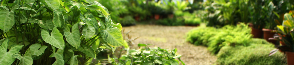 Garden Pathway View