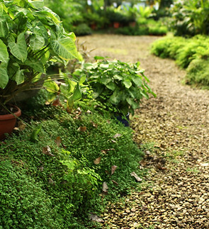 botanisk trädgård 