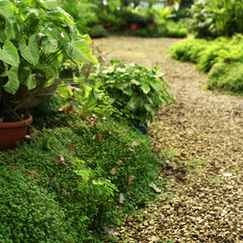 "How can I get my trees and shrubs ready for Spring?"