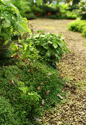 Garden Pathway View