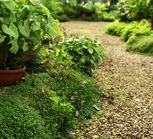 Botanical Garden 