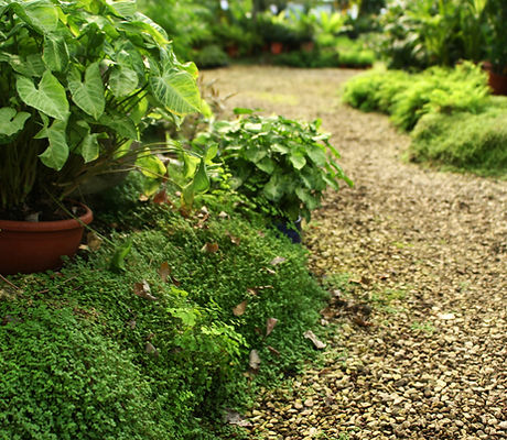 Botanical Garden