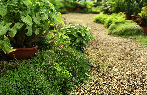 Botanical Garden