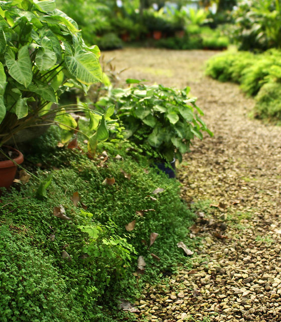 Botanical Garden