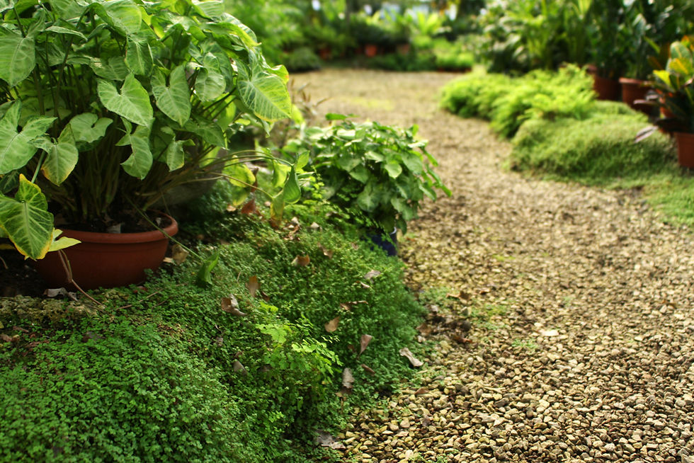 jardin botanique