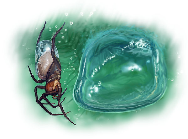14_Argyroneta_aquatica.jpg