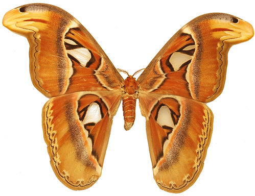F_06_Atlas Moth.jpg