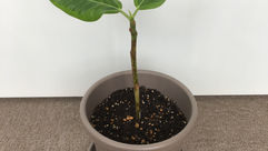 フィカス・アルテシマのその後3