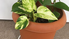 ポトスのその後