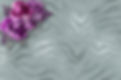 roses-3447969_1920.jpg