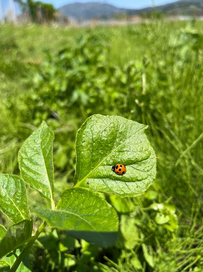 ree