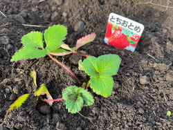 いちごの苗植え