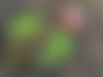 いちごの苗植え