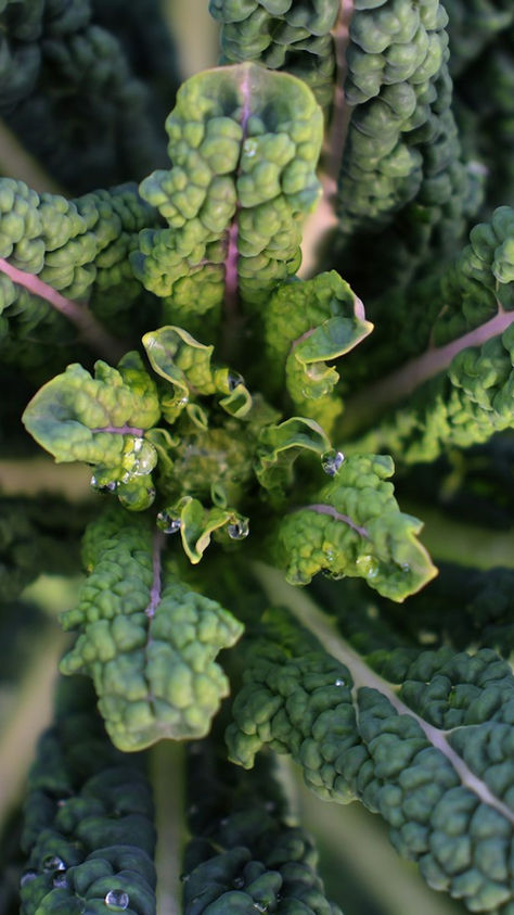 Kale leaves growing in a vegetable garden