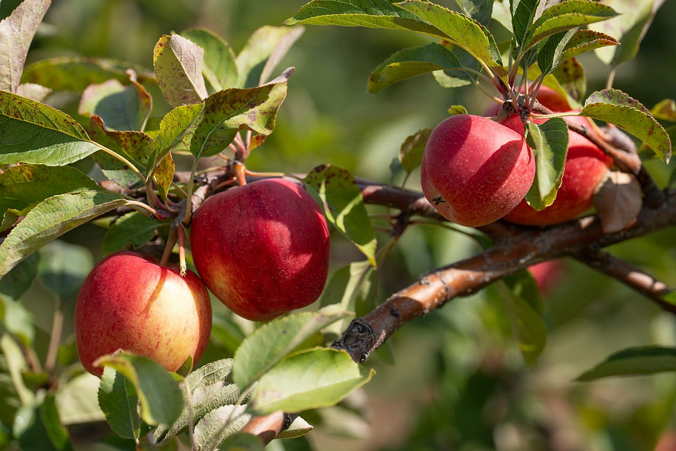 Ripe red apples on an apple tree