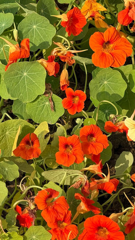 Orange nasturtium flowers and round leaves in a garden bed