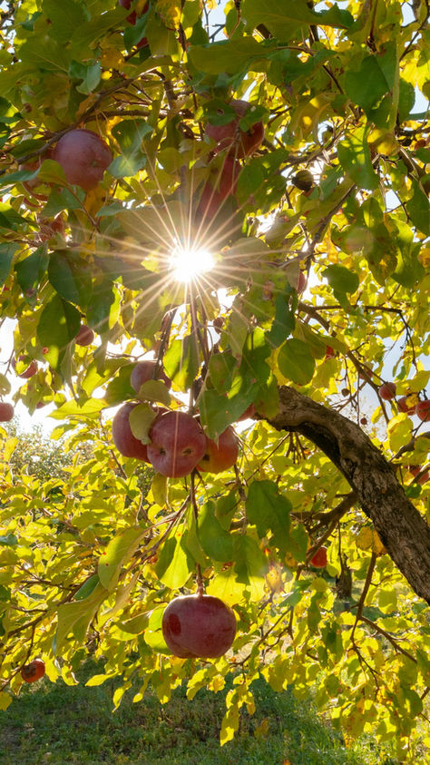 Apple tree growing in a garden