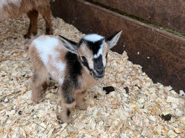 Evelyne’s Farm — photo from evelynesfarm.com