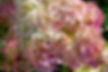Thumbnail: First Editions® Vanilla Strawberry™ - Tree Form
