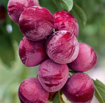Pipestone Plum