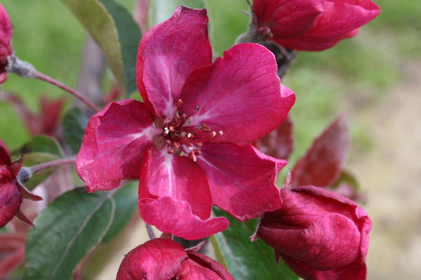 Red Barron Crabapple