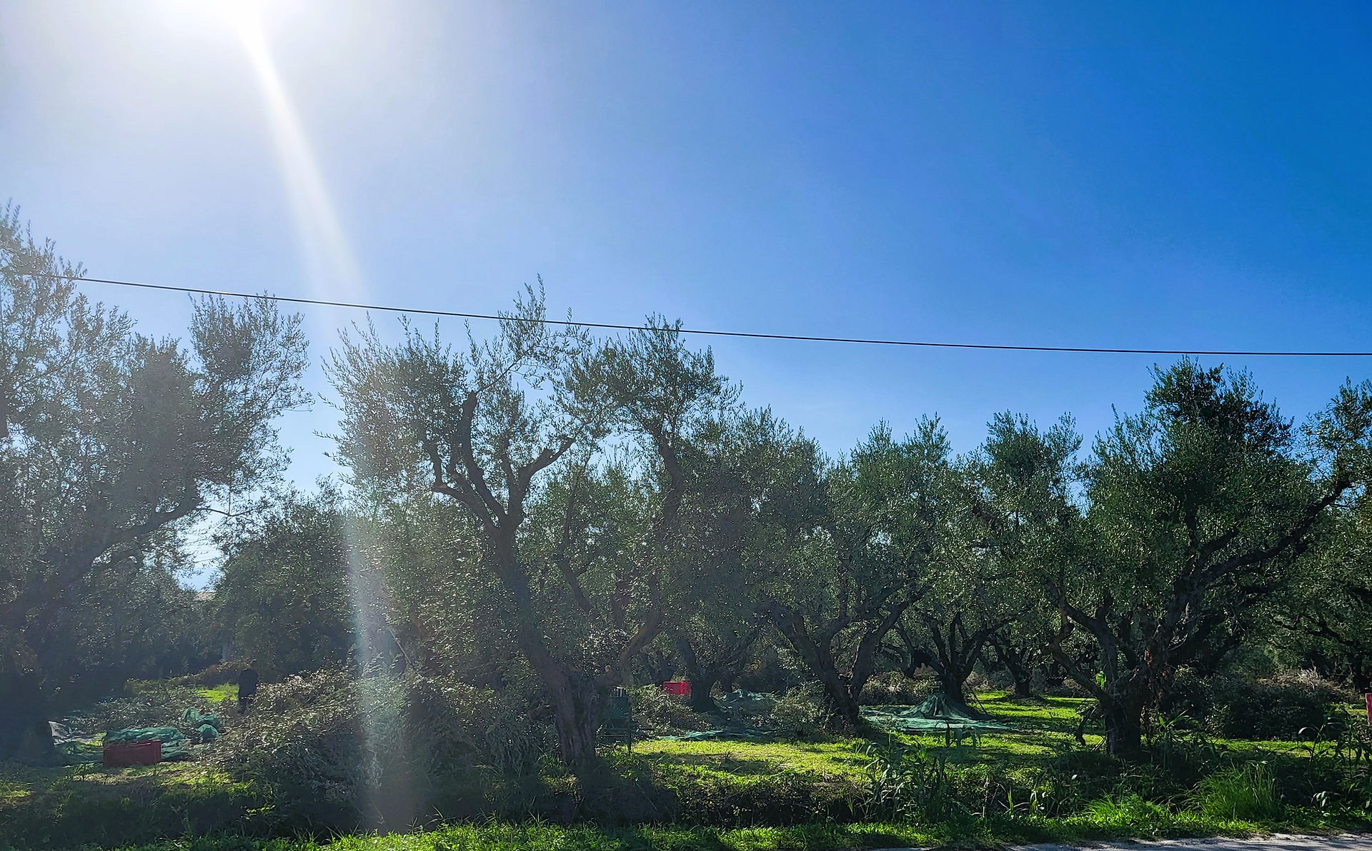Olive trees harvest season Zakynthos Greece