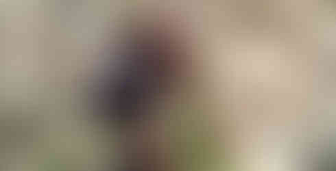 Orchideeën op het Griekse eiland Zakynthos