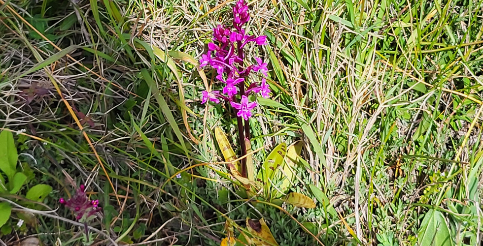 Orchideeën op het Griekse eiland Zakynthos
