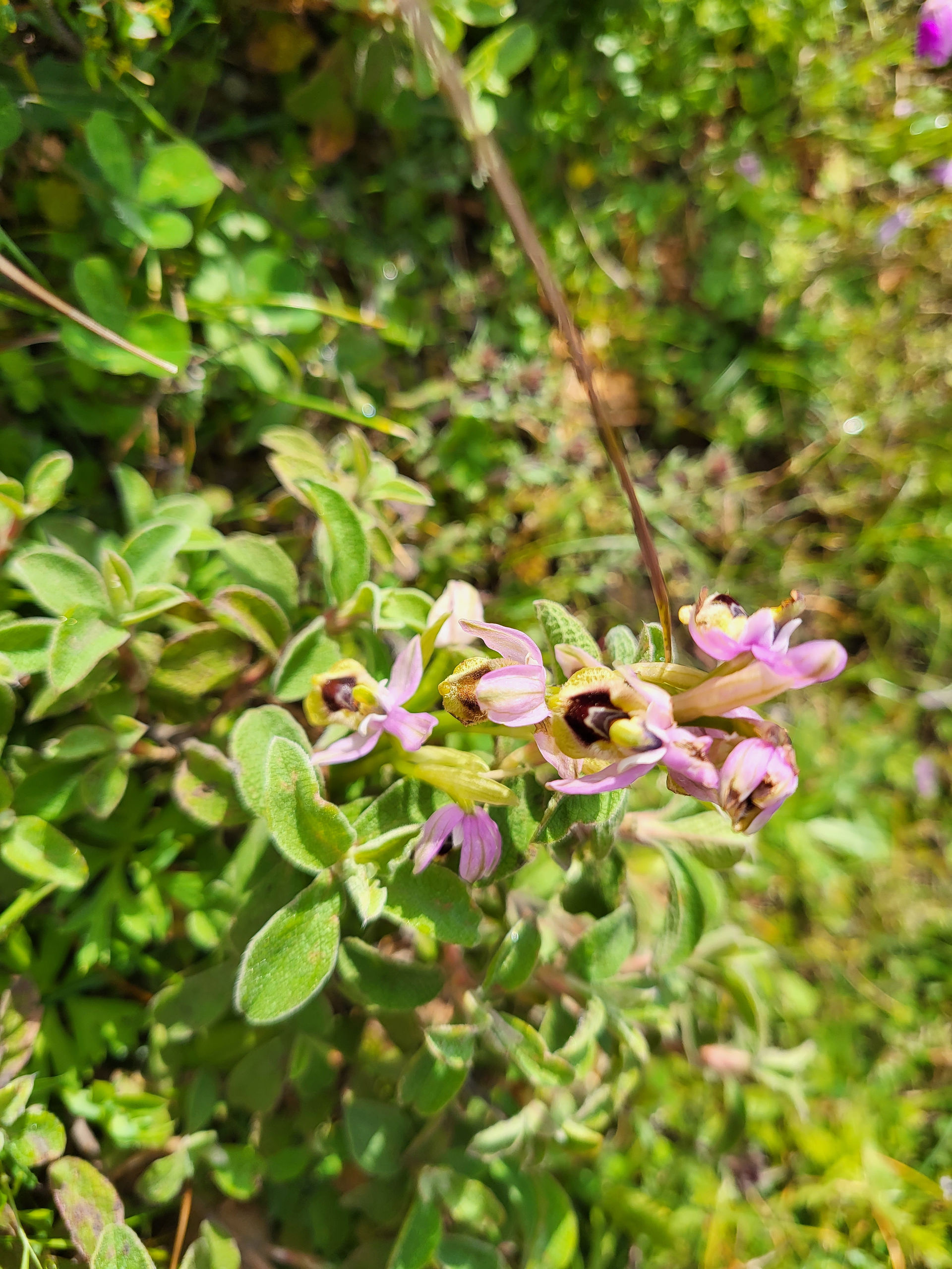 Orchideeën op het Griekse eiland Zakynthos