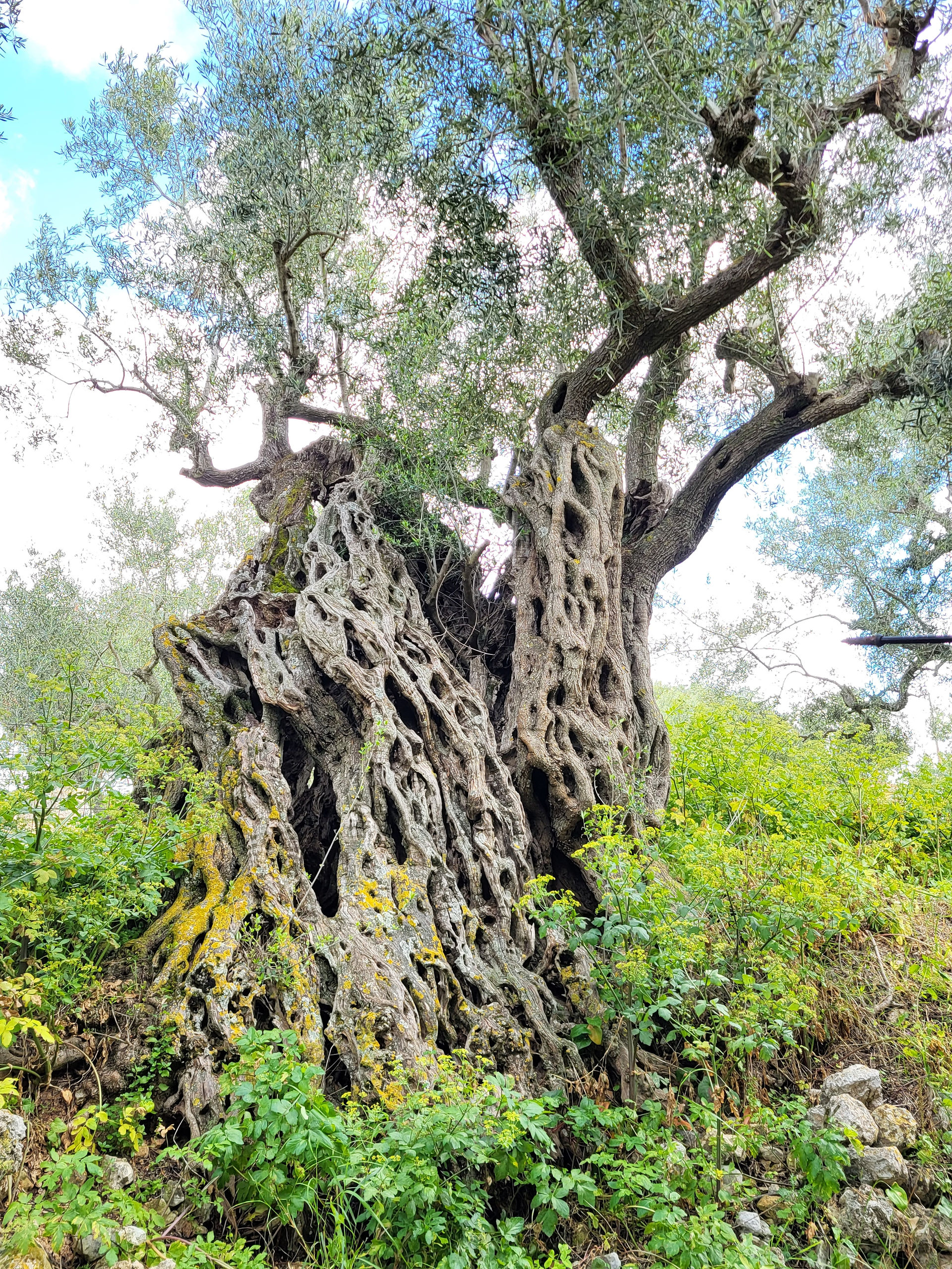 Old olive tree Zakynthos, Greece